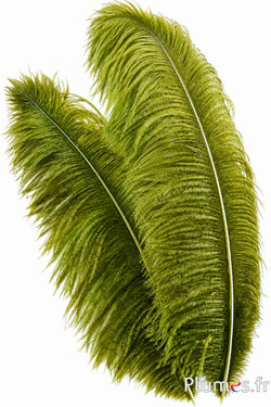Struzzo premium - 50-60 cm - verde avocado